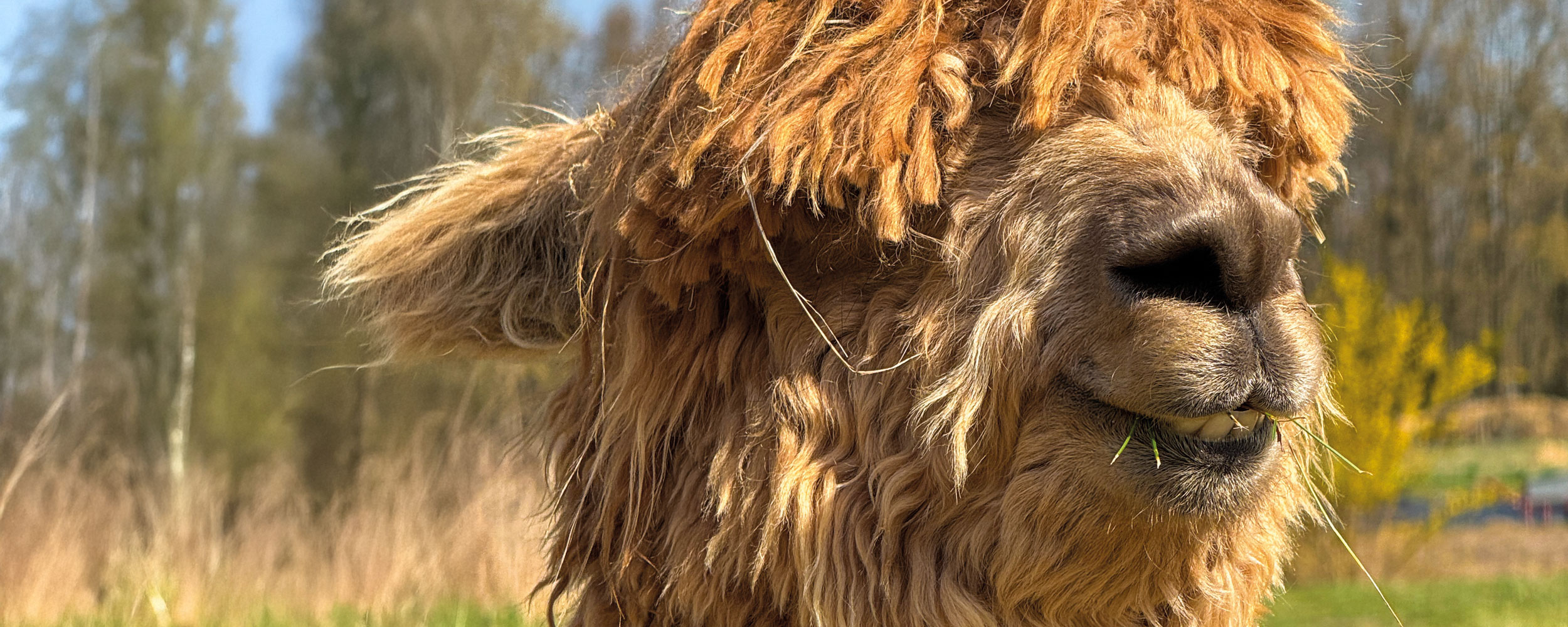 Eine Wiese auf dem Kräuterhof Lübars, auf der 5 Alpakas der BWB grasen.