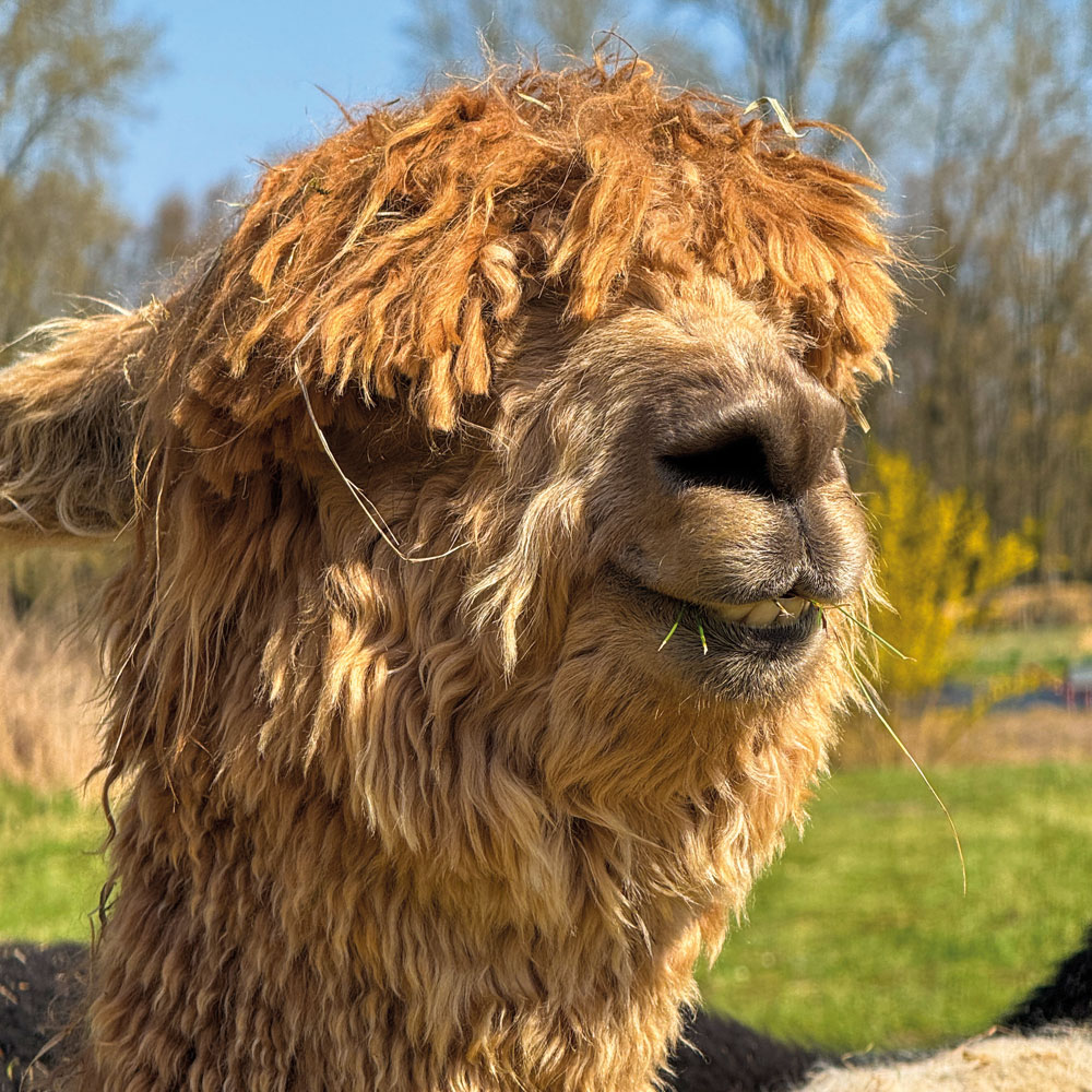 Eine Wiese auf dem Kräuterhof Lübars, auf der 5 Alpakas der BWB grasen.